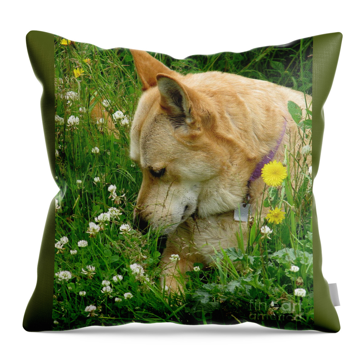 Dog Throw Pillow featuring the photograph Stop And Smell The Clover by Rory Siegel
