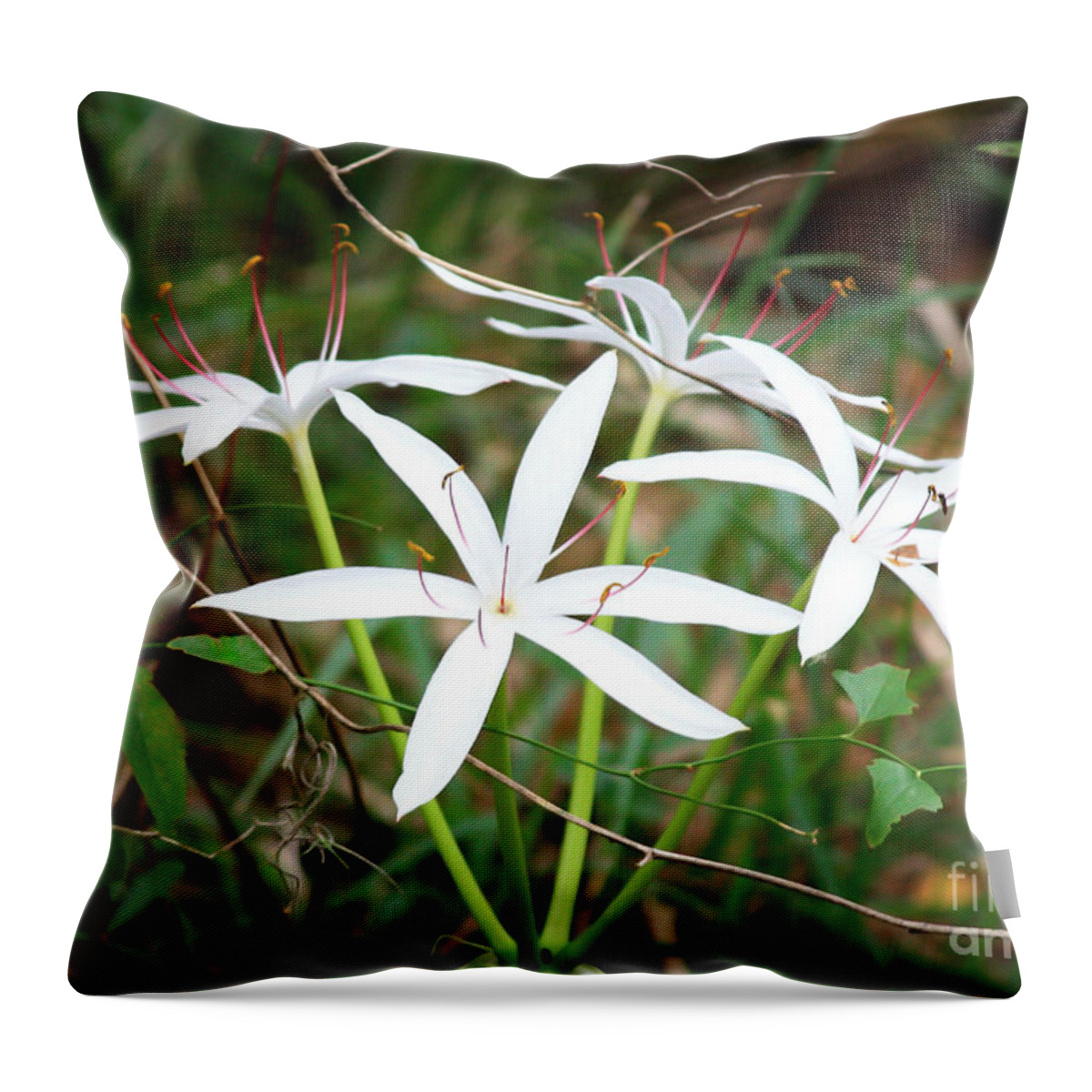 String Lily Throw Pillow featuring the photograph String Lily by Carol Groenen