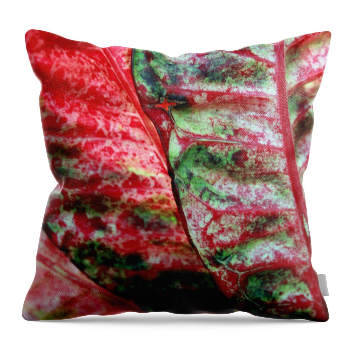 Crotons Throw Pillow featuring the photograph Study of the Croton 1 by Jennifer Bright Burr