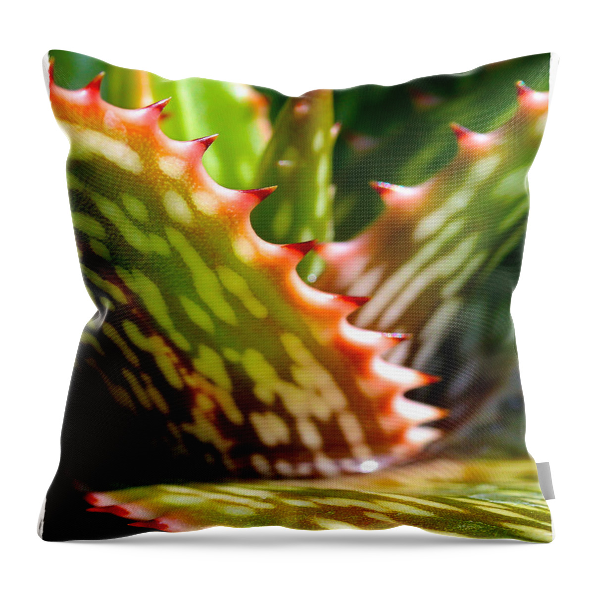 Succulent Throw Pillow featuring the photograph Succulents with Spines by Judi Bagwell