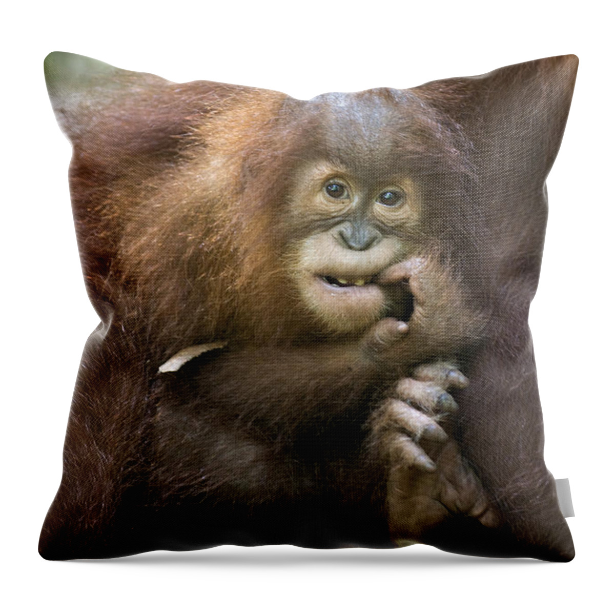 00443965 Throw Pillow featuring the photograph Sumatran Orangutan 2.5 Year Old Baby by Suzi Eszterhas