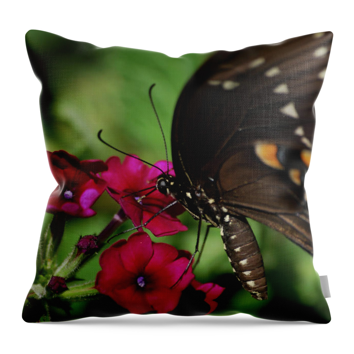 Butterfly Throw Pillow featuring the photograph Summer Treat by Lori Tambakis