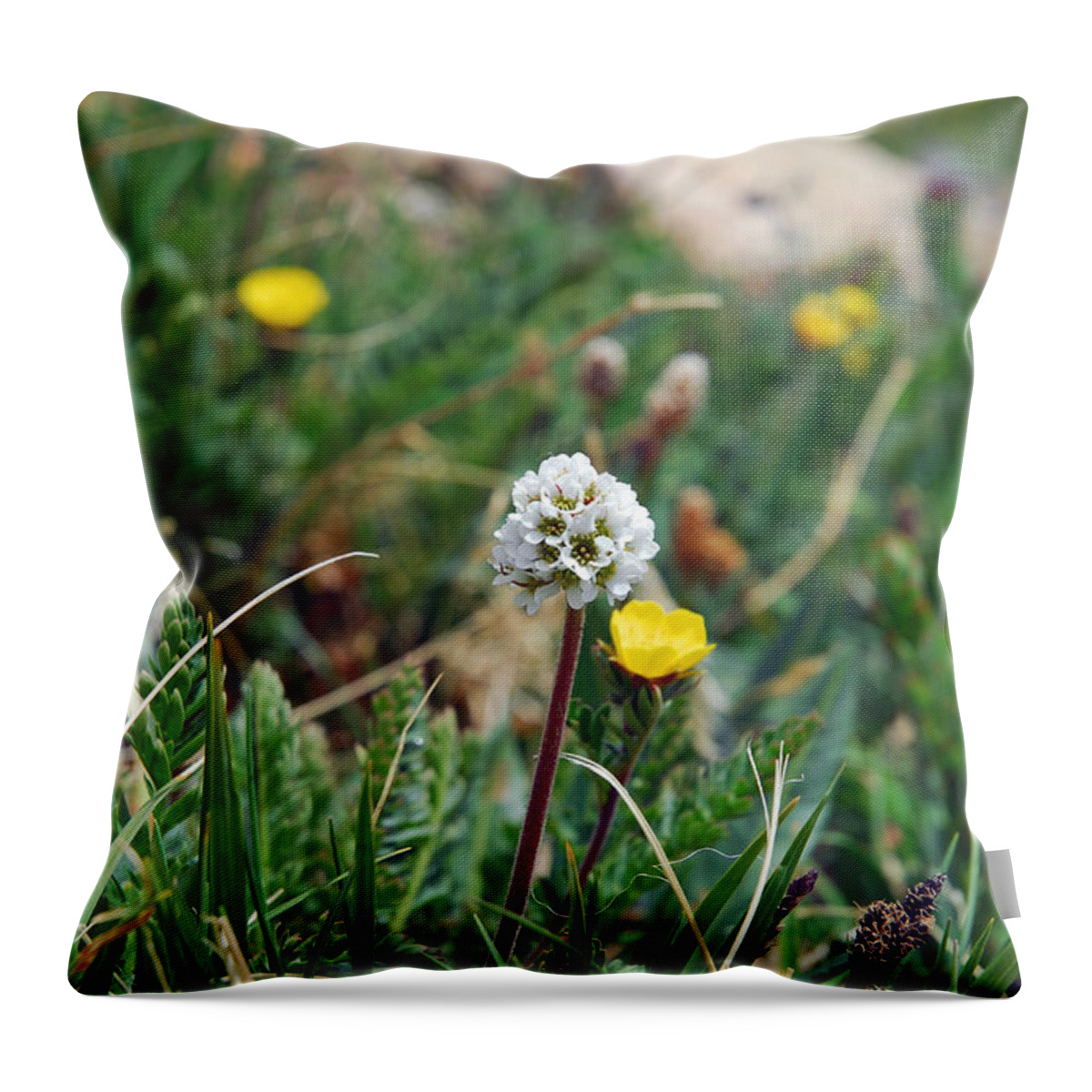 Wildflower Throw Pillow featuring the photograph Summit Lake White Globe by Robert Meyers-Lussier