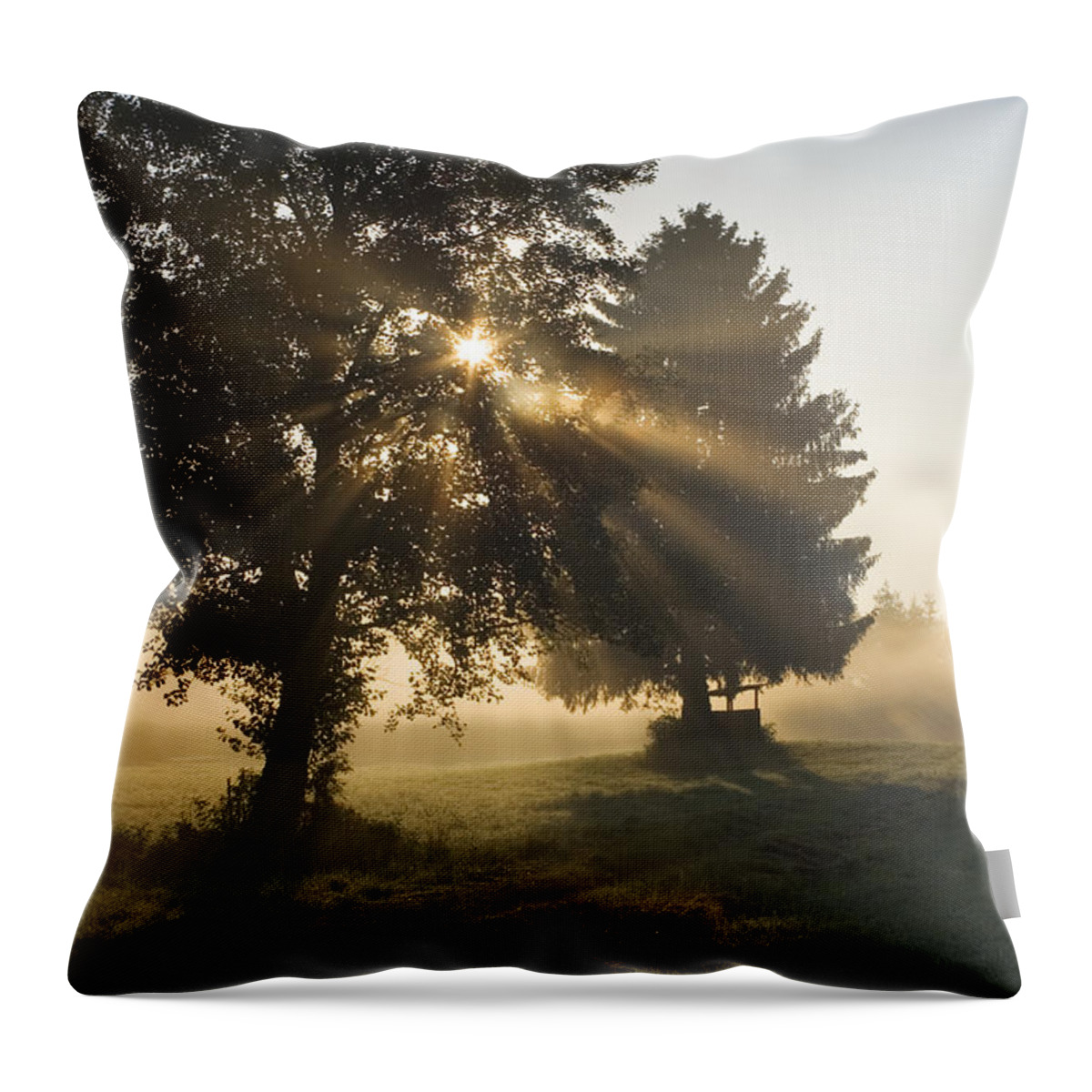 Mp Throw Pillow featuring the photograph Sun Shining Through Trees And Morning by Konrad Wothe