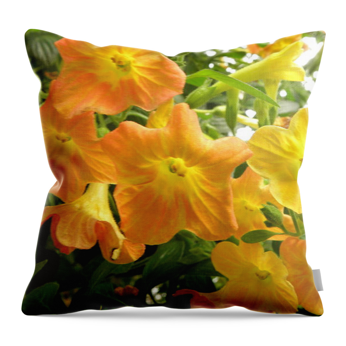 Flowers Throw Pillow featuring the photograph Sunshine blossoms by Kim Galluzzo