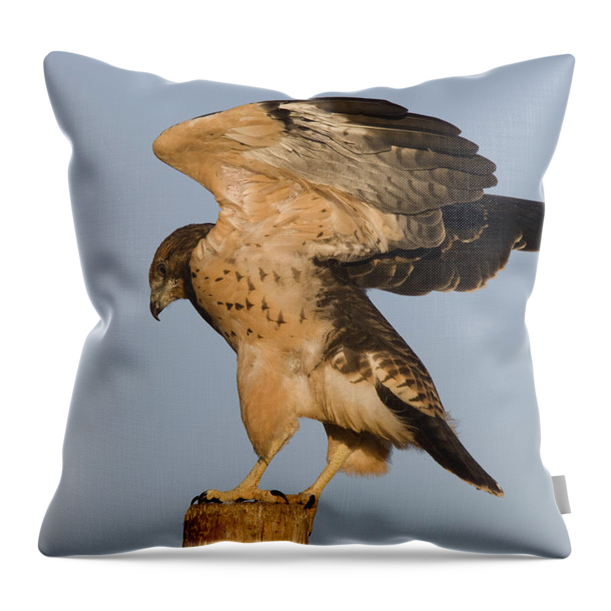 Hawk Throw Pillow featuring the photograph Swainson Hawk on Post by Mark Duffy