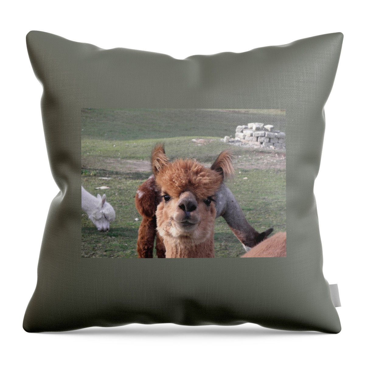 Alpaca Throw Pillow featuring the photograph Take the picture by Kim Galluzzo