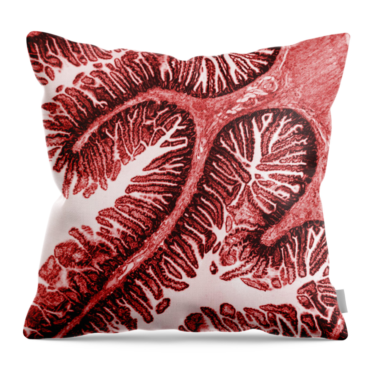 Cell Throw Pillow featuring the photograph Tem Of Intestinal Villi by Science Source