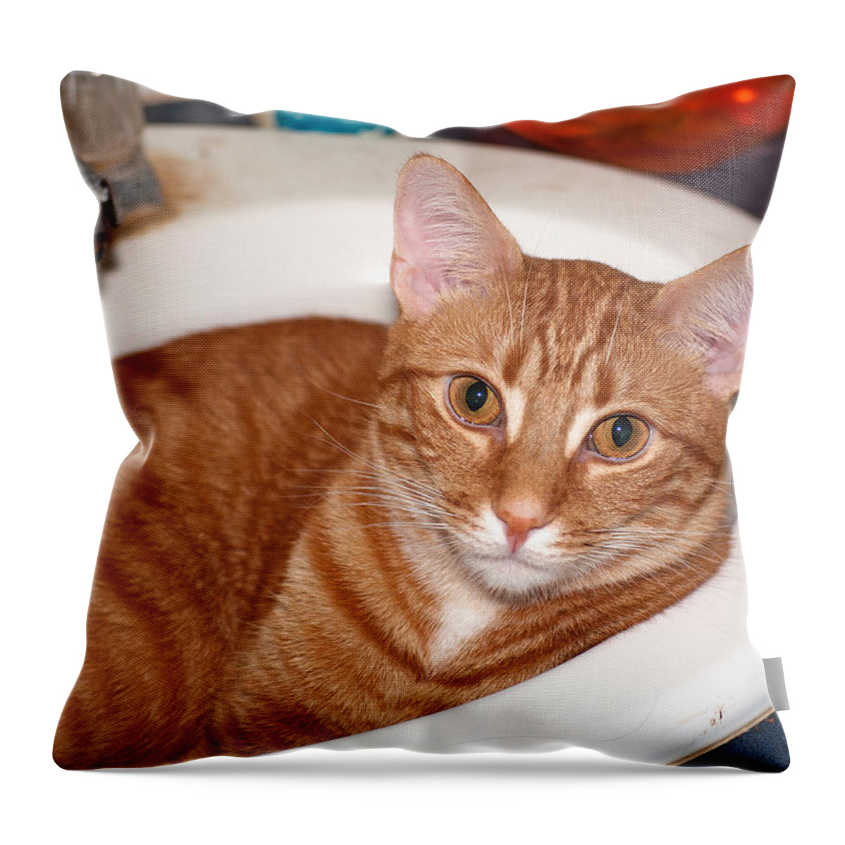 Cat Throw Pillow featuring the photograph That Sinking Feeling by Kenneth Albin