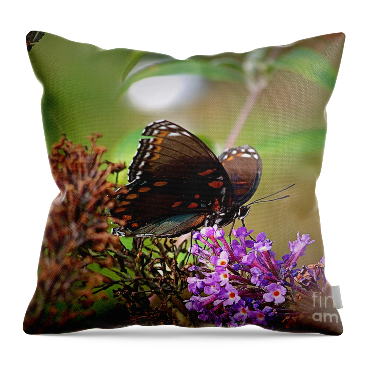 Color Photography Throw Pillow featuring the photograph The Butterfly Bush by Sue Stefanowicz