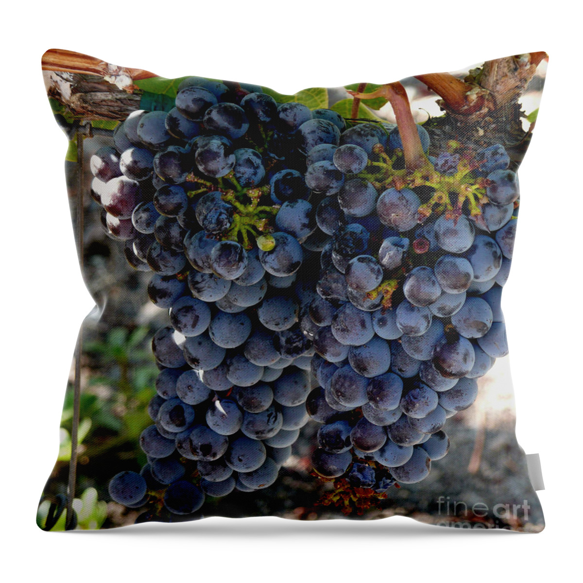 Grapes Throw Pillow featuring the photograph The Concord by Richard Ortolano