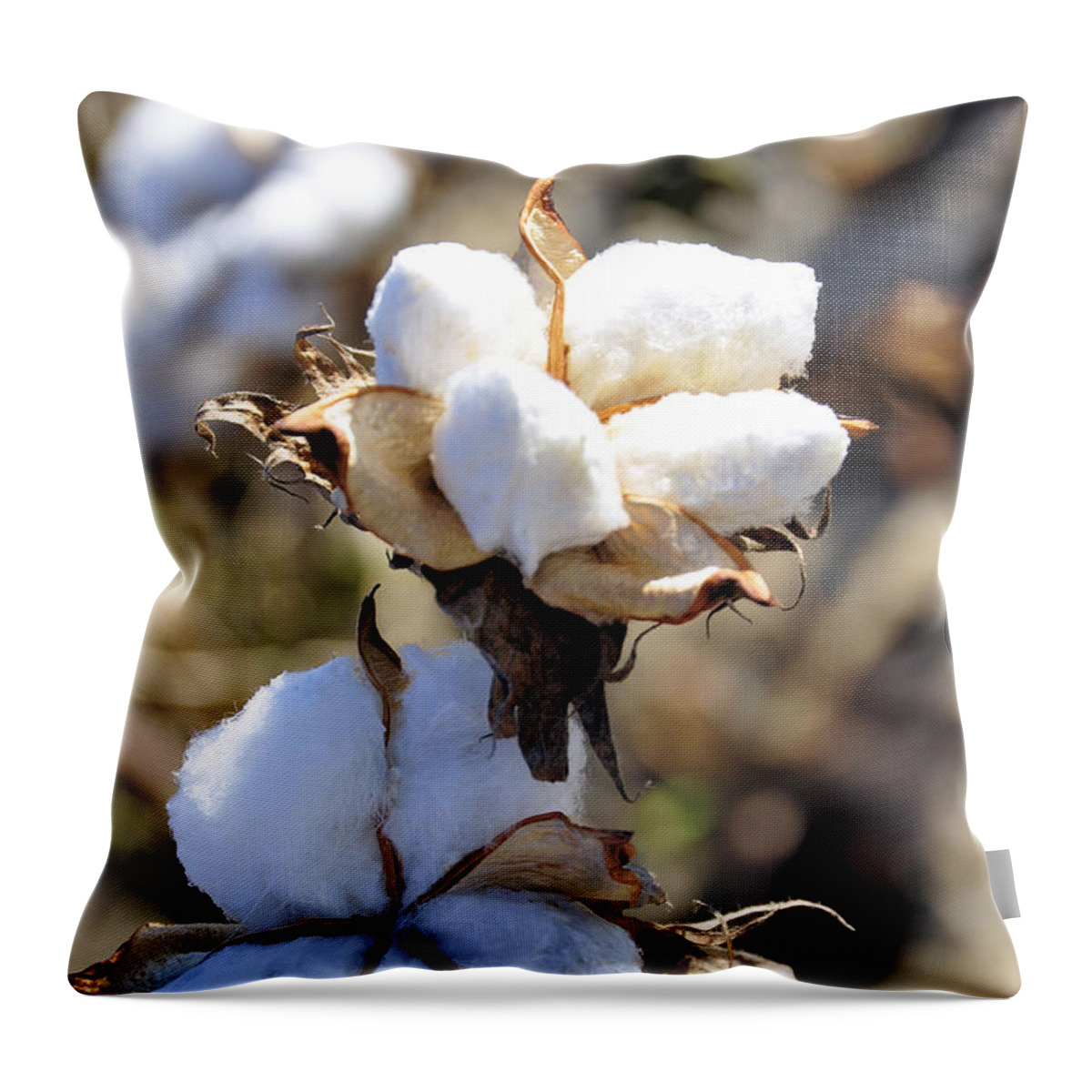 Still Life Throw Pillow featuring the photograph The Cotton Is Ready by Jan Amiss Photography