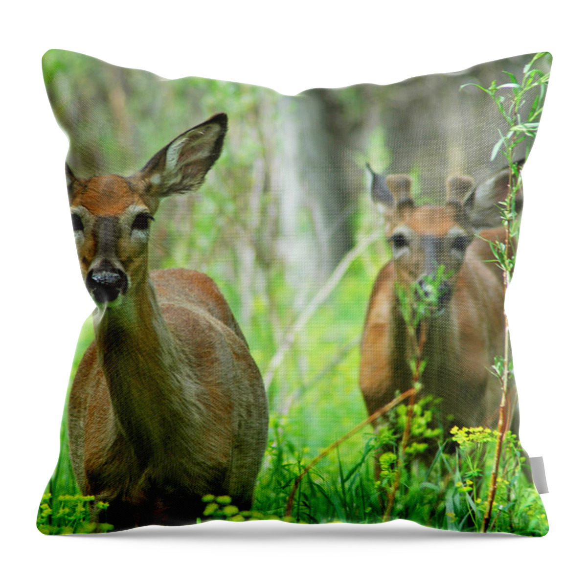 Deer Throw Pillow featuring the photograph The Curious and the Shy by Lynn Bauer