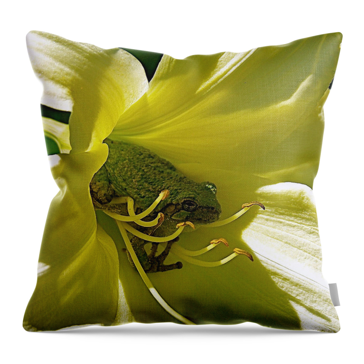 Color Photography Throw Pillow featuring the photograph The Day Lily Met Her Prince by Sue Stefanowicz