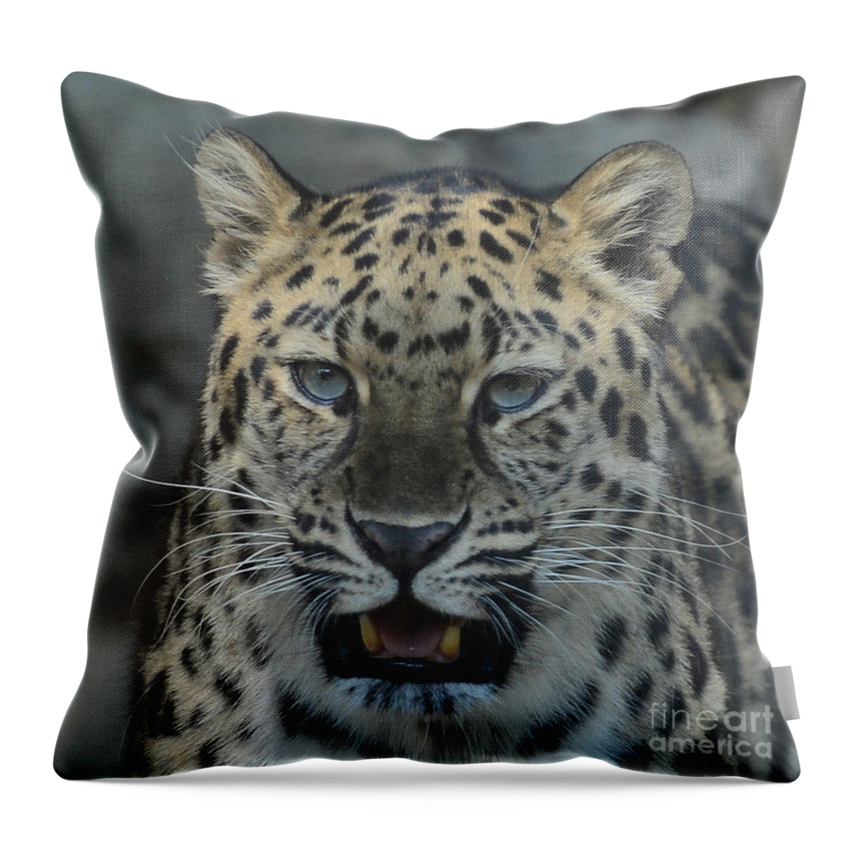 Jaguar Throw Pillow featuring the photograph The eyes of a Jaguar by Paul Ward