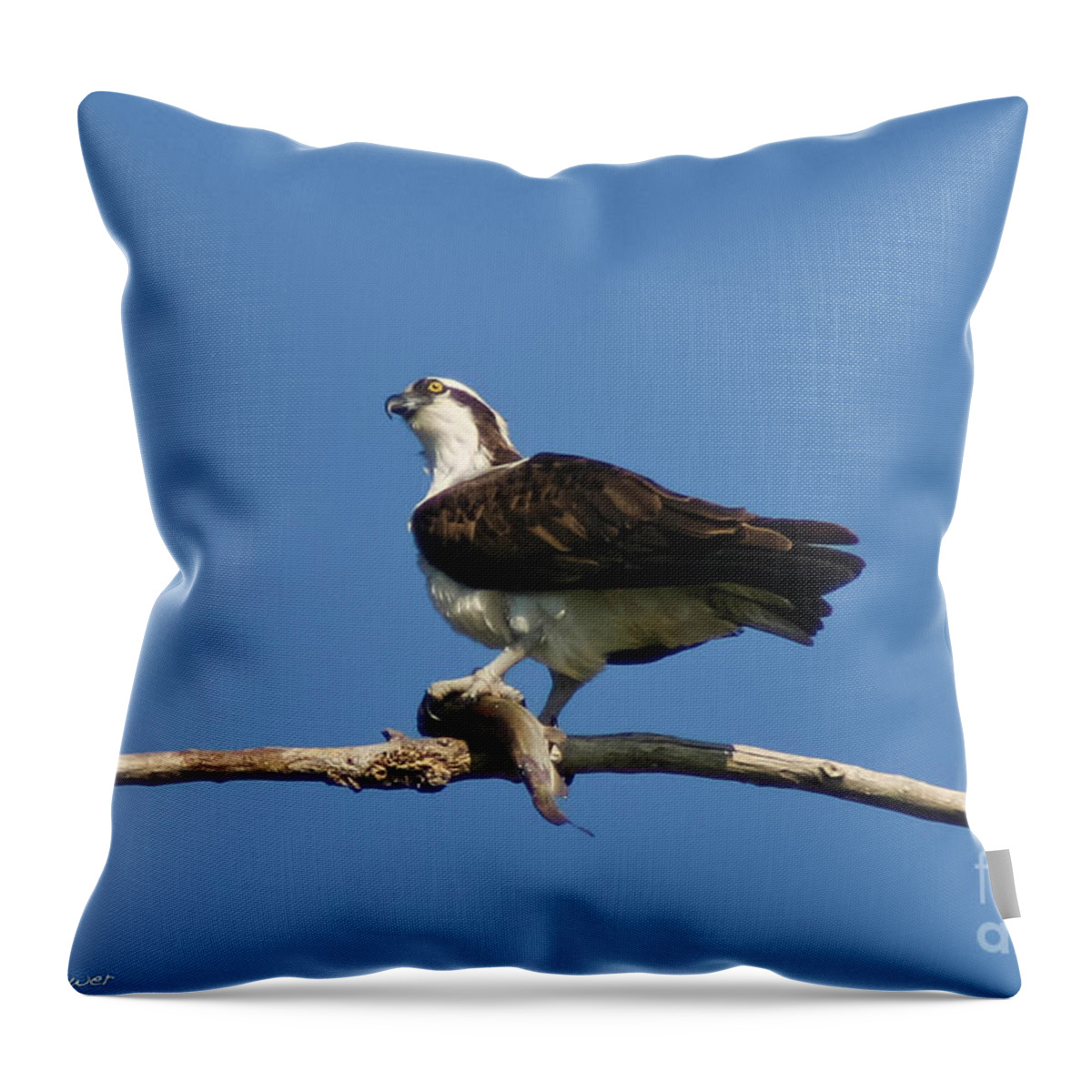 Osprey Throw Pillow featuring the photograph The Fisherman by Mitch Shindelbower