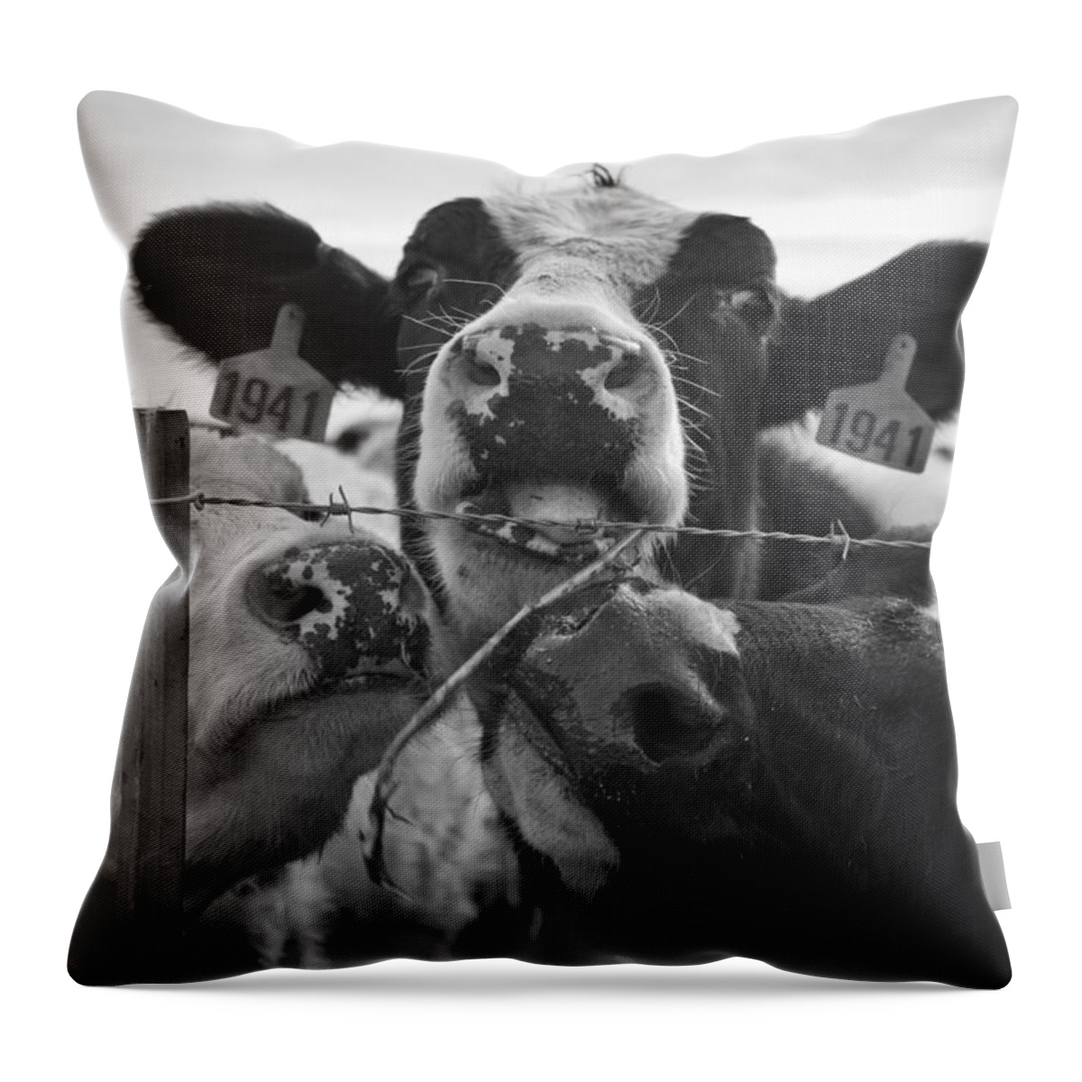 Cow Throw Pillow featuring the photograph The Girls by Priya Ghose