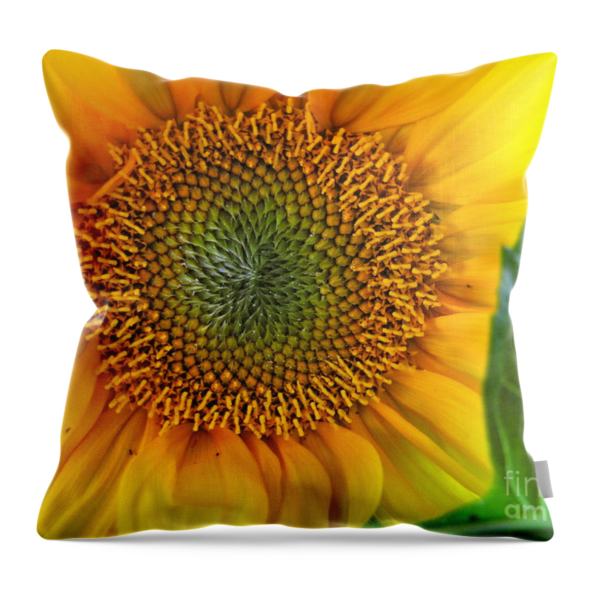 Photography Throw Pillow featuring the photograph The Last Sunflower by Sean Griffin