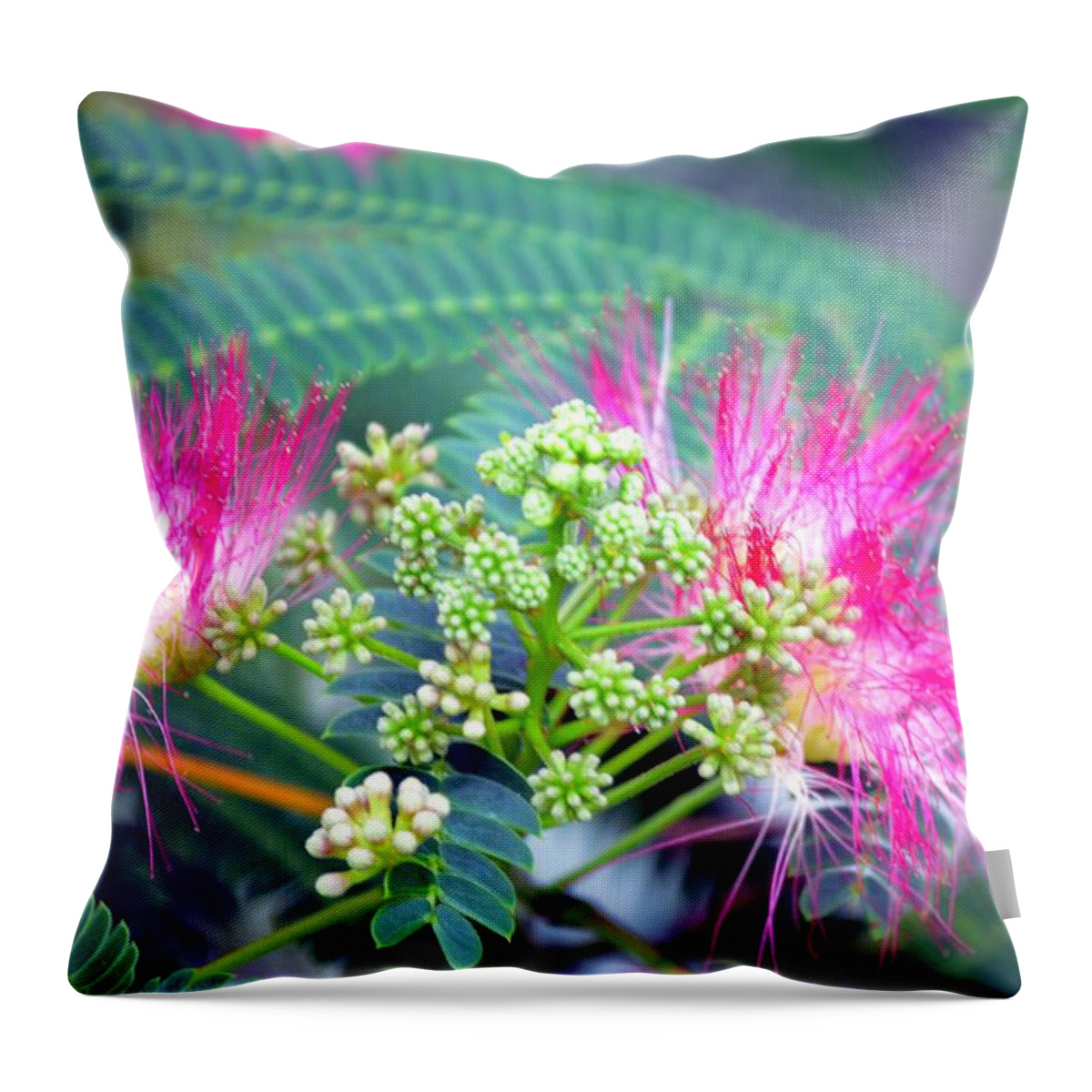 Mimosa Throw Pillow featuring the photograph The Mimosa Tree by Maria Urso