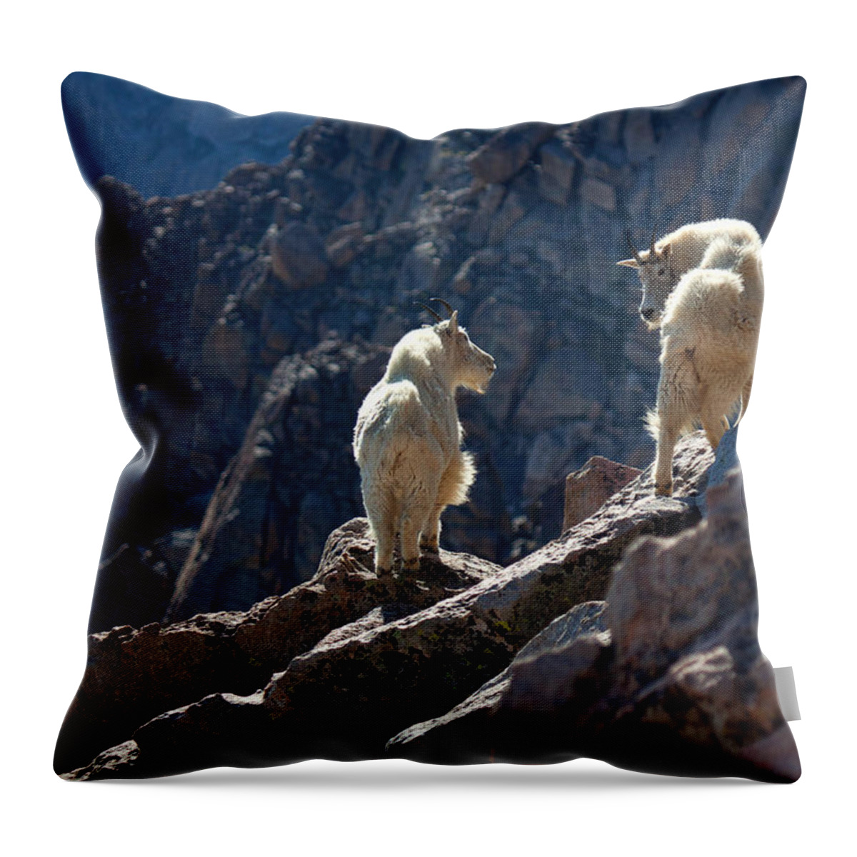 Mountain Goats; Posing; Group Photo; Baby Goat; Nature; Colorado; Crowd; Nature; Throw Pillow featuring the photograph The Mountaineers by Jim Garrison