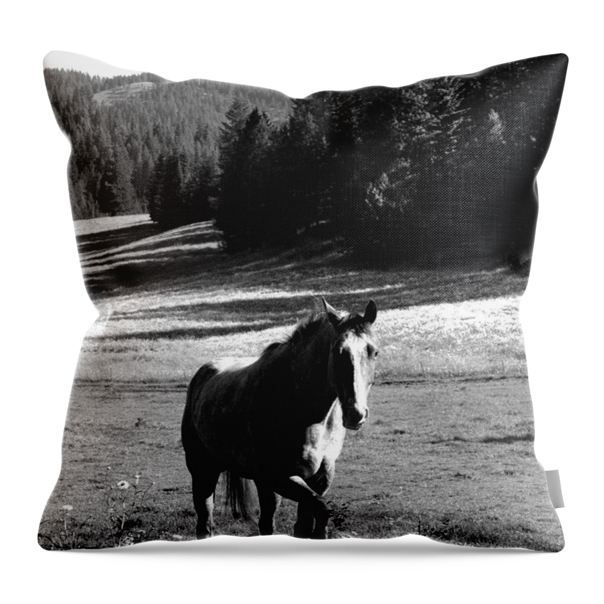 Horse Throw Pillow featuring the photograph The Timid Mare by Joseph Noonan
