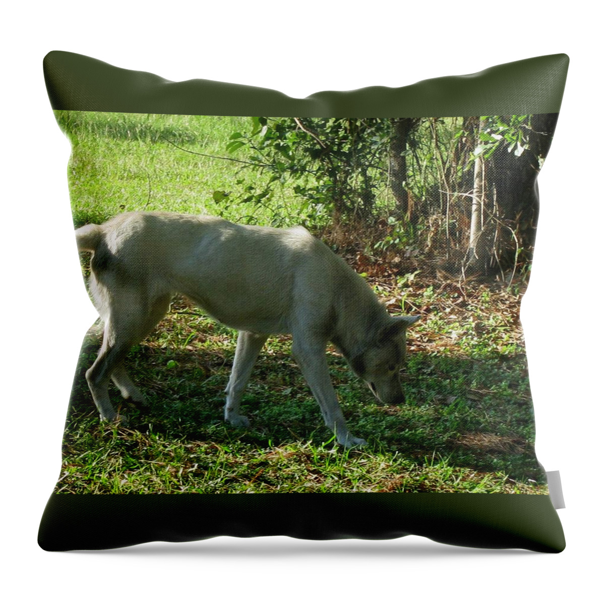 Wolf Throw Pillow featuring the photograph The Tracker by Maria Urso