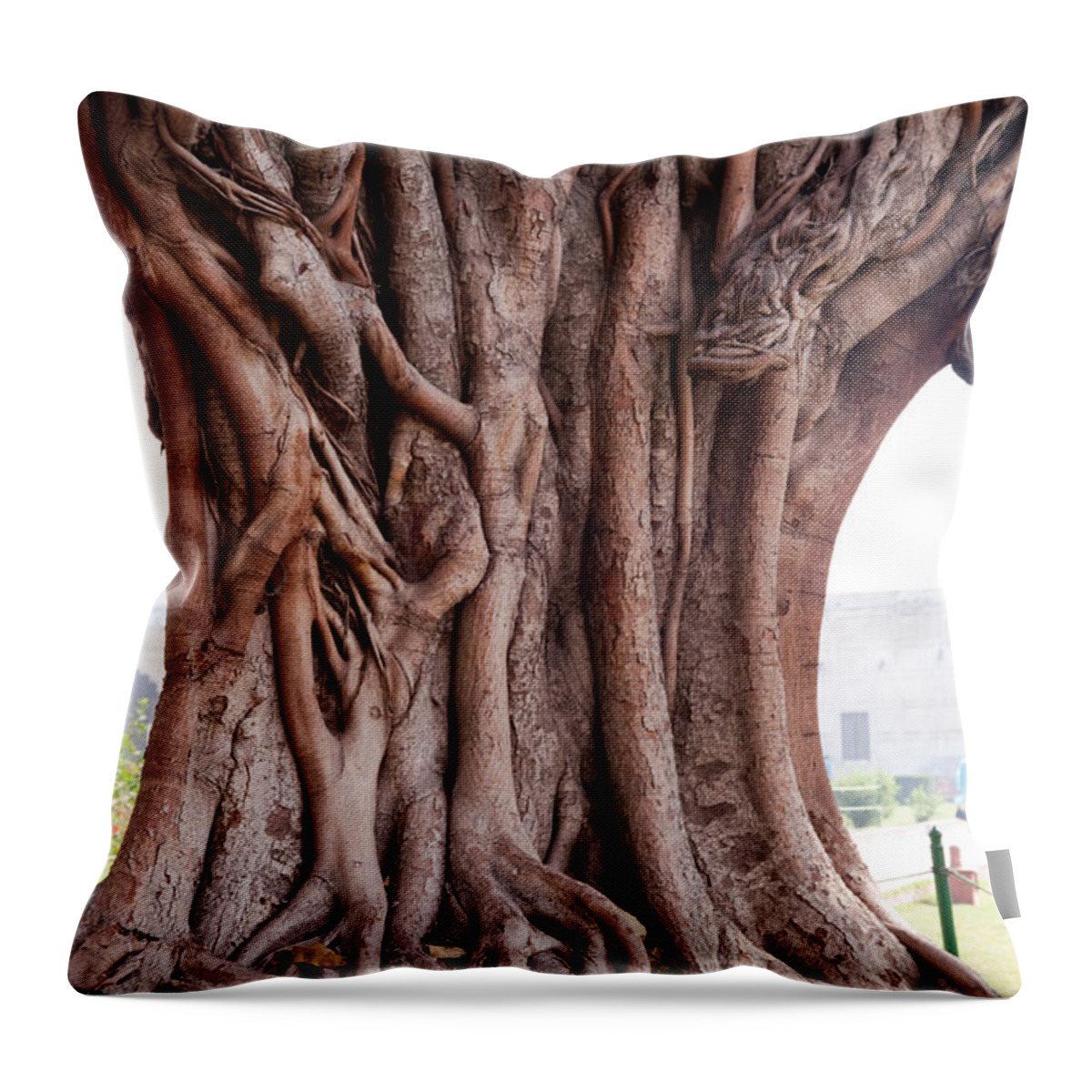 Tree Throw Pillow featuring the photograph The twisted and gnarled stump and stem of a large tree inside the Qutub Minar Compound by Ashish Agarwal