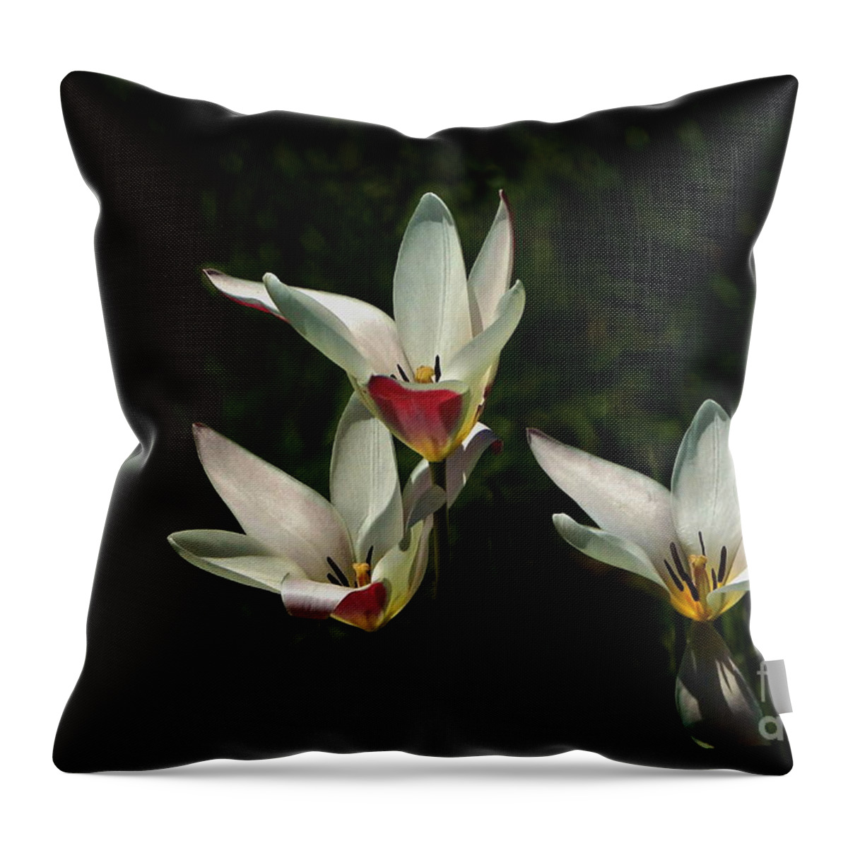 Tulip Clusiana Throw Pillow featuring the photograph This Trio Toils Not by Byron Varvarigos