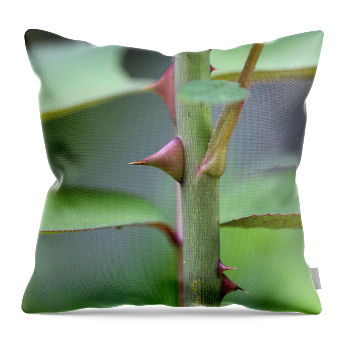 Stem Throw Pillow featuring the photograph Thorny Stem by Todd Blanchard