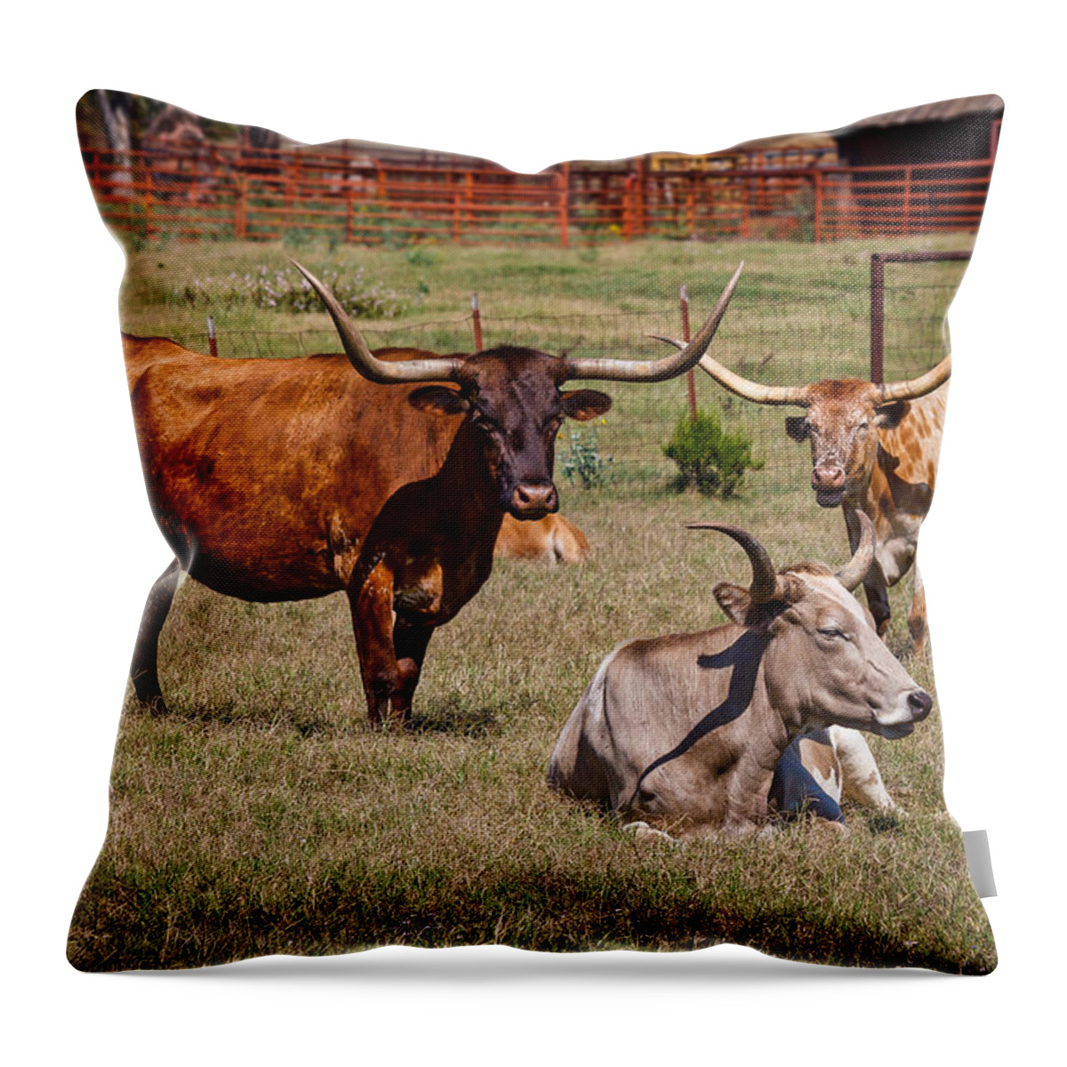 Afternoon Throw Pillow featuring the photograph Three Amigos by Doug Long