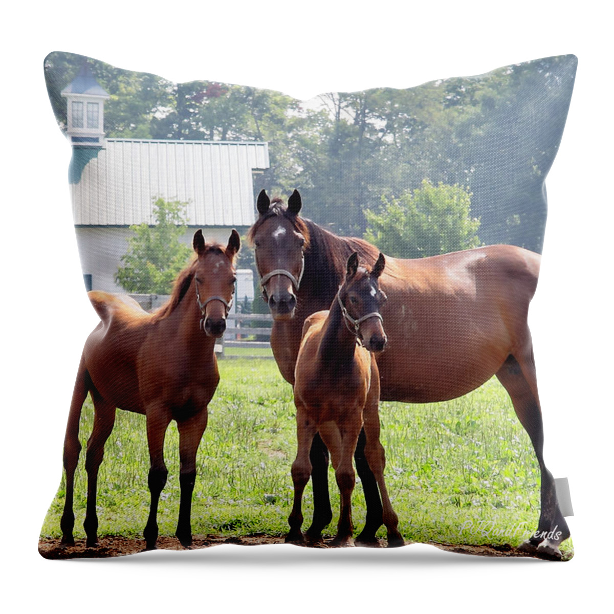  Throw Pillow featuring the photograph 'Three Horses of Course' by PJQandFriends Photography