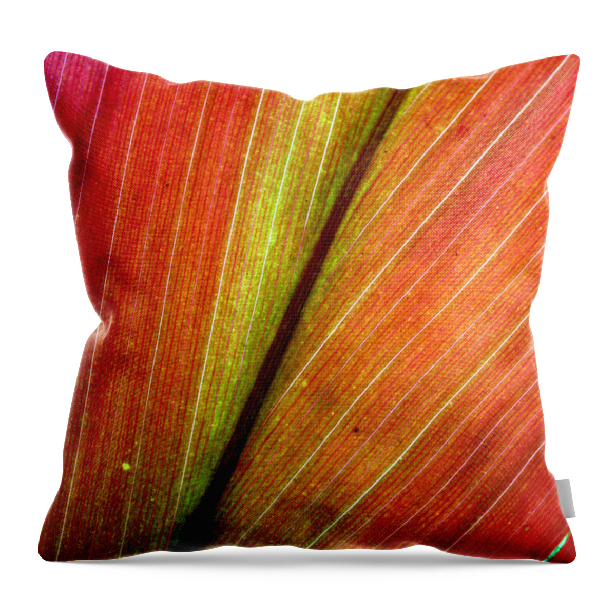 Ti Plant Throw Pillow featuring the photograph Ti by Jennifer Bright Burr