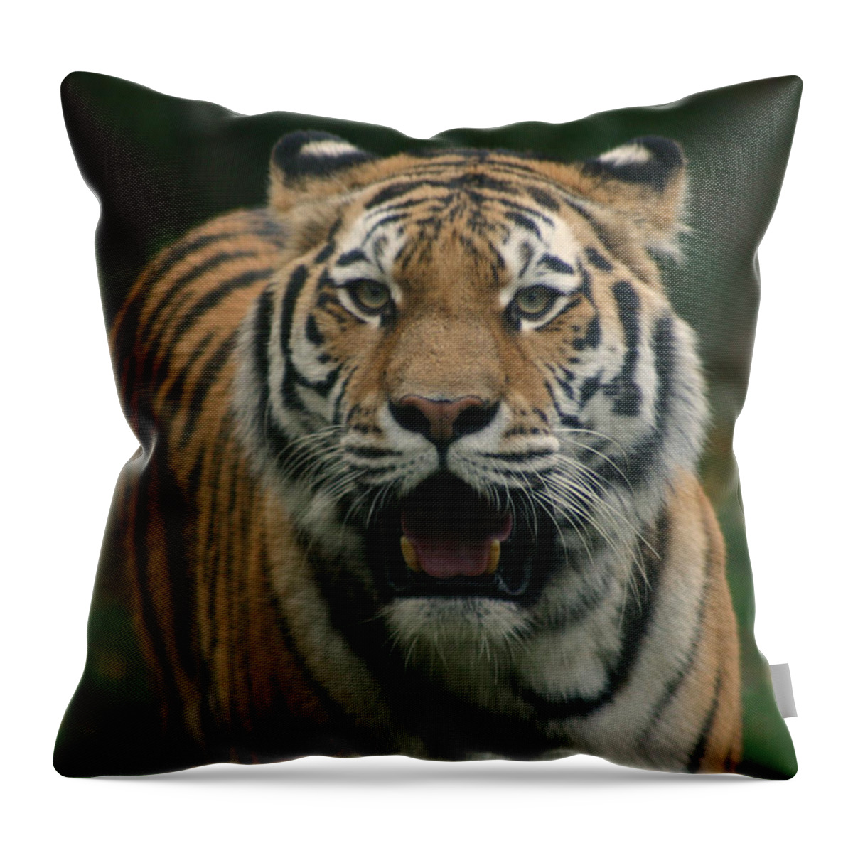 Tiger Throw Pillow featuring the photograph Tiger by David Rucker