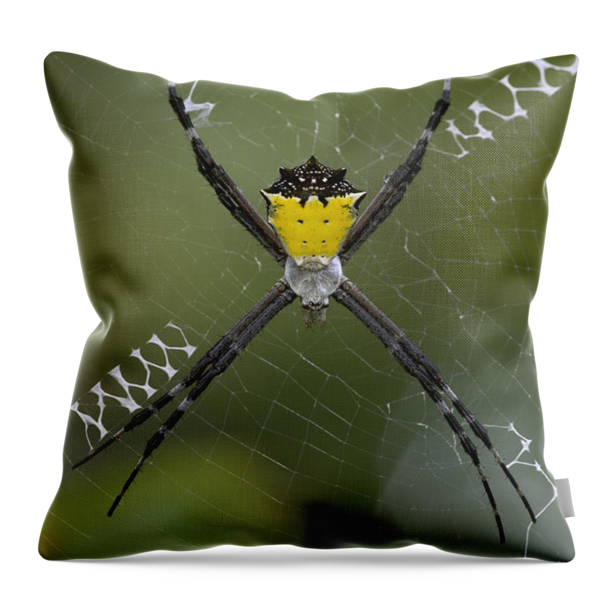00298202 Throw Pillow featuring the photograph Tiger Spider Female On A Web Costa Rica by Piotr Naskrecki