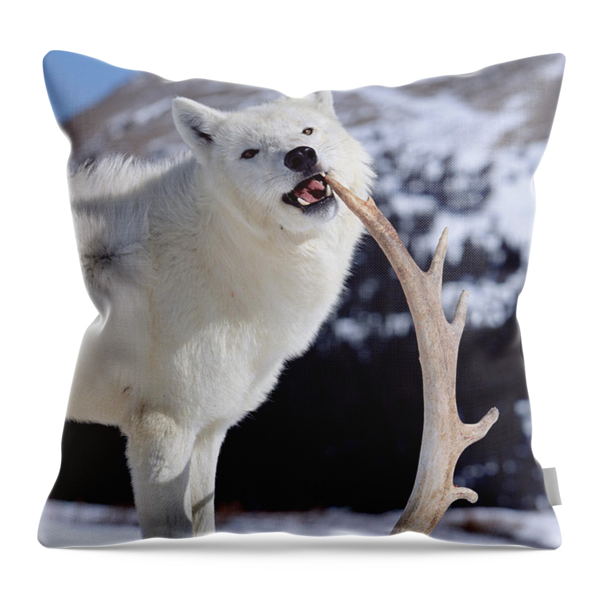 Mp Throw Pillow featuring the photograph Timber Wolf Canis Lupus Chewing by Konrad Wothe