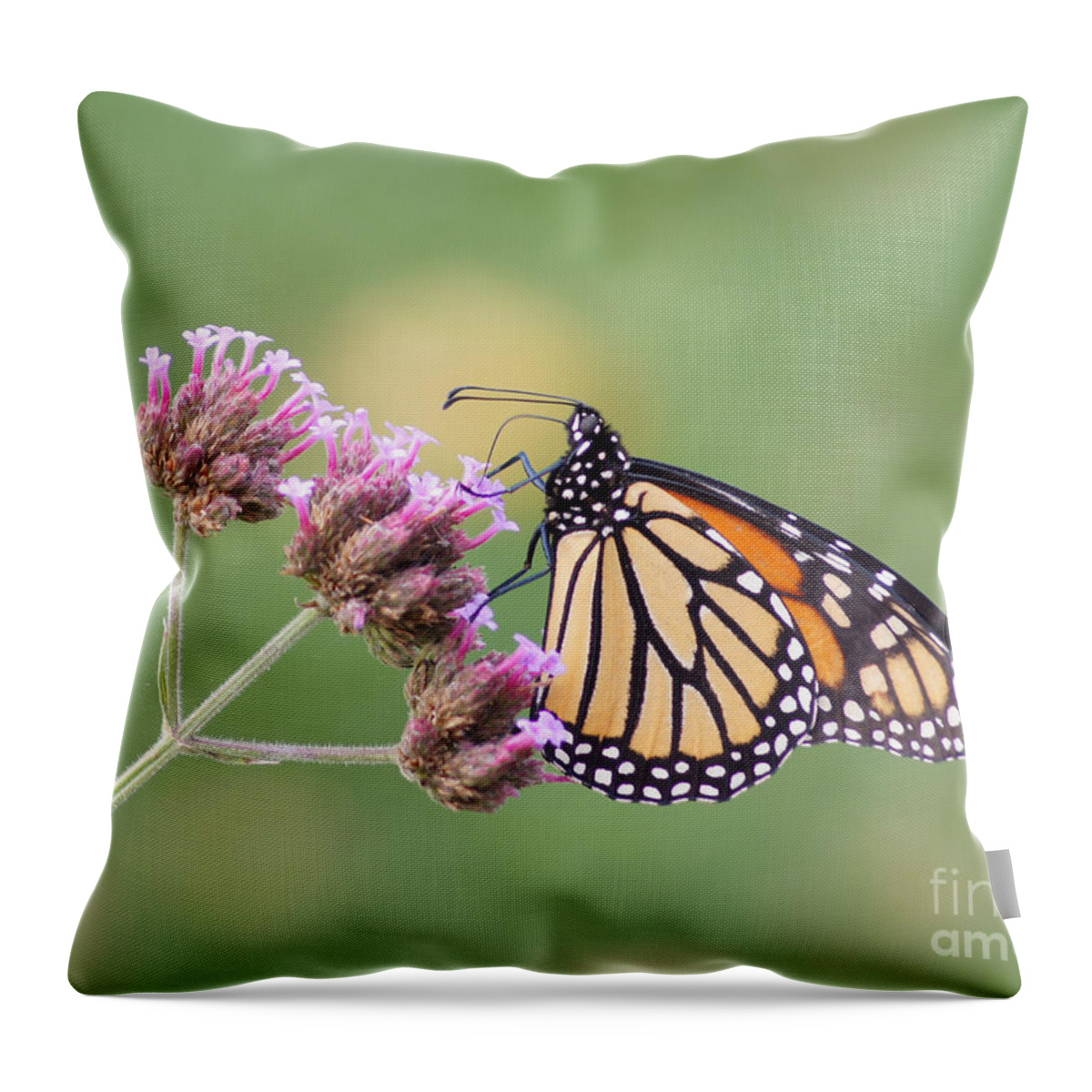 Monarch Throw Pillow featuring the photograph To Go Or Not To Go by Robert E Alter Reflections of Infinity LLC