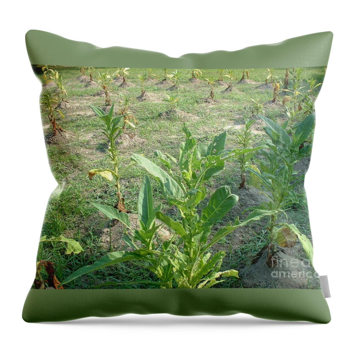 Tobacco Throw Pillow featuring the photograph Tobacco Addiction by Mark Robbins