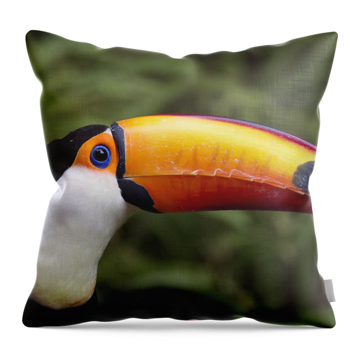 Mp Throw Pillow featuring the photograph Toco Toucan Ramphastos Toco, Native by Zssd