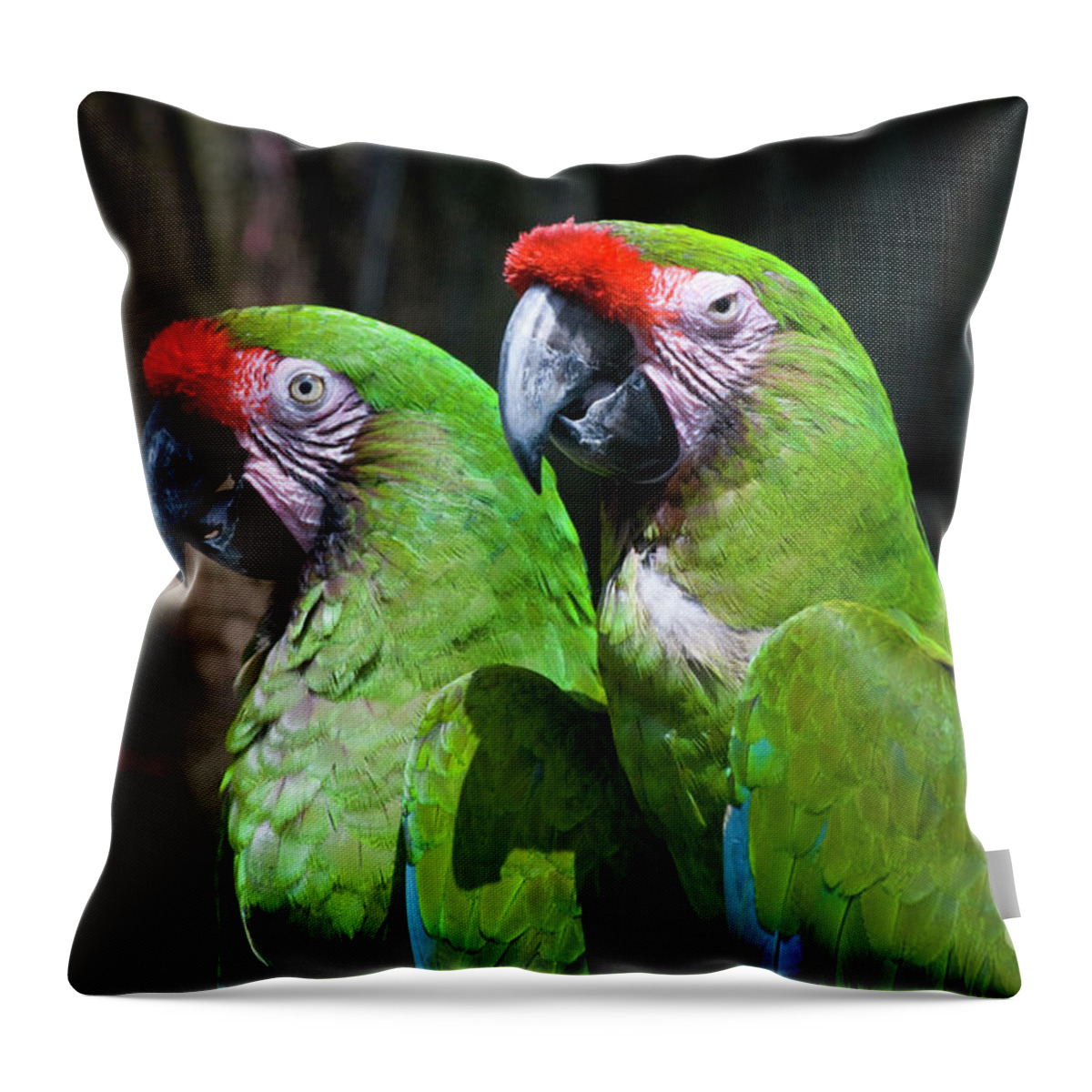 Bird Throw Pillow featuring the photograph Together by Diego Re