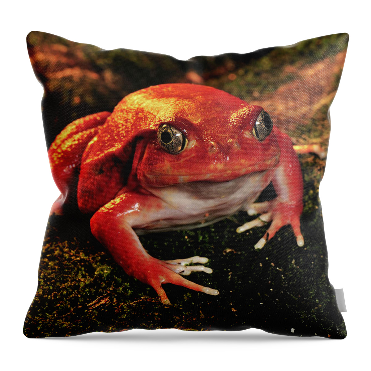 Mp Throw Pillow featuring the photograph Tomato Frog Dyscophus Antongilii by Thomas Marent