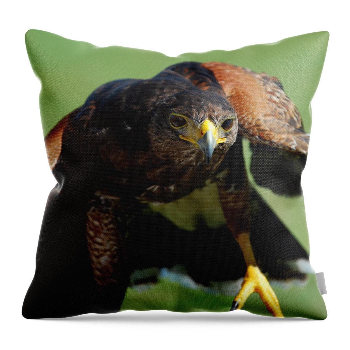 Raptor Throw Pillow featuring the photograph Top Raptor by Skip Willits