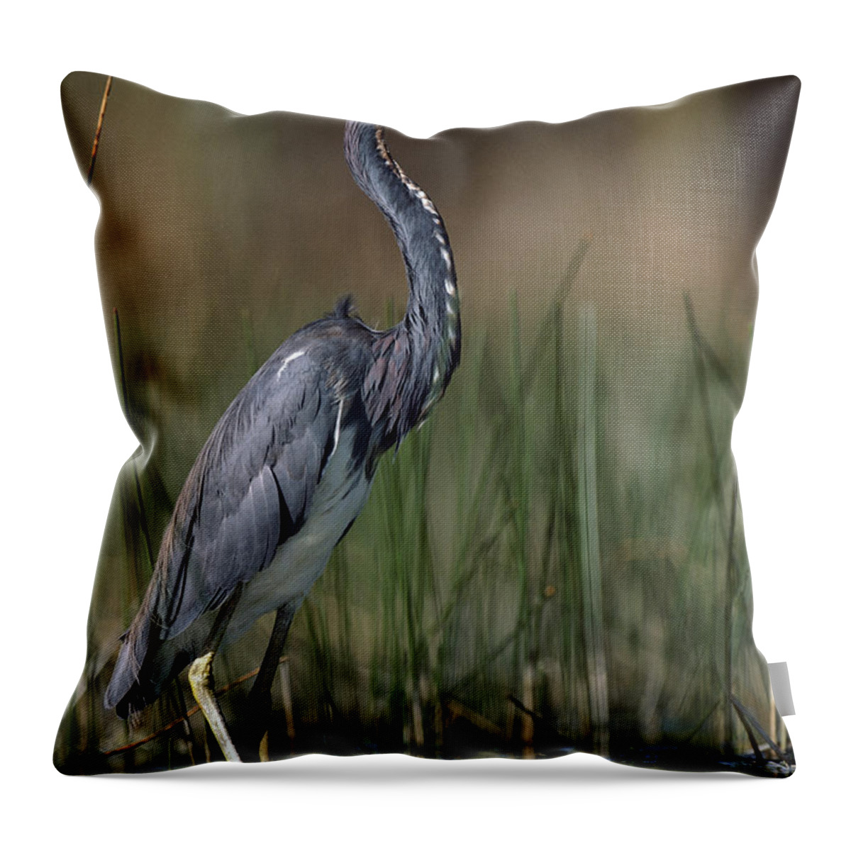 00176589 Throw Pillow featuring the photograph Tricolored Heron Wading North America by Tim Fitzharris