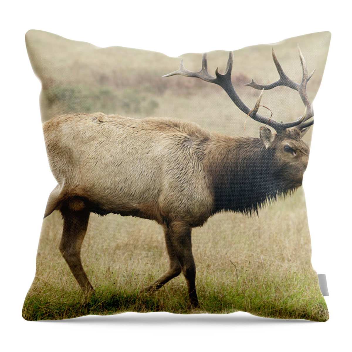00499824 Throw Pillow featuring the photograph Tule Elk Bull Bugling During Rut Point by Sebastian Kennerknecht