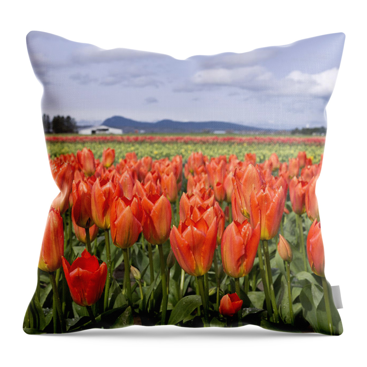 Tulip Throw Pillow featuring the photograph Tulips by Priya Ghose