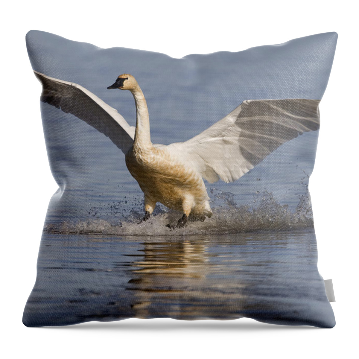 00429830 Throw Pillow featuring the photograph Tundra Swan Landing Tule Lake National by Sebastian Kennerknecht