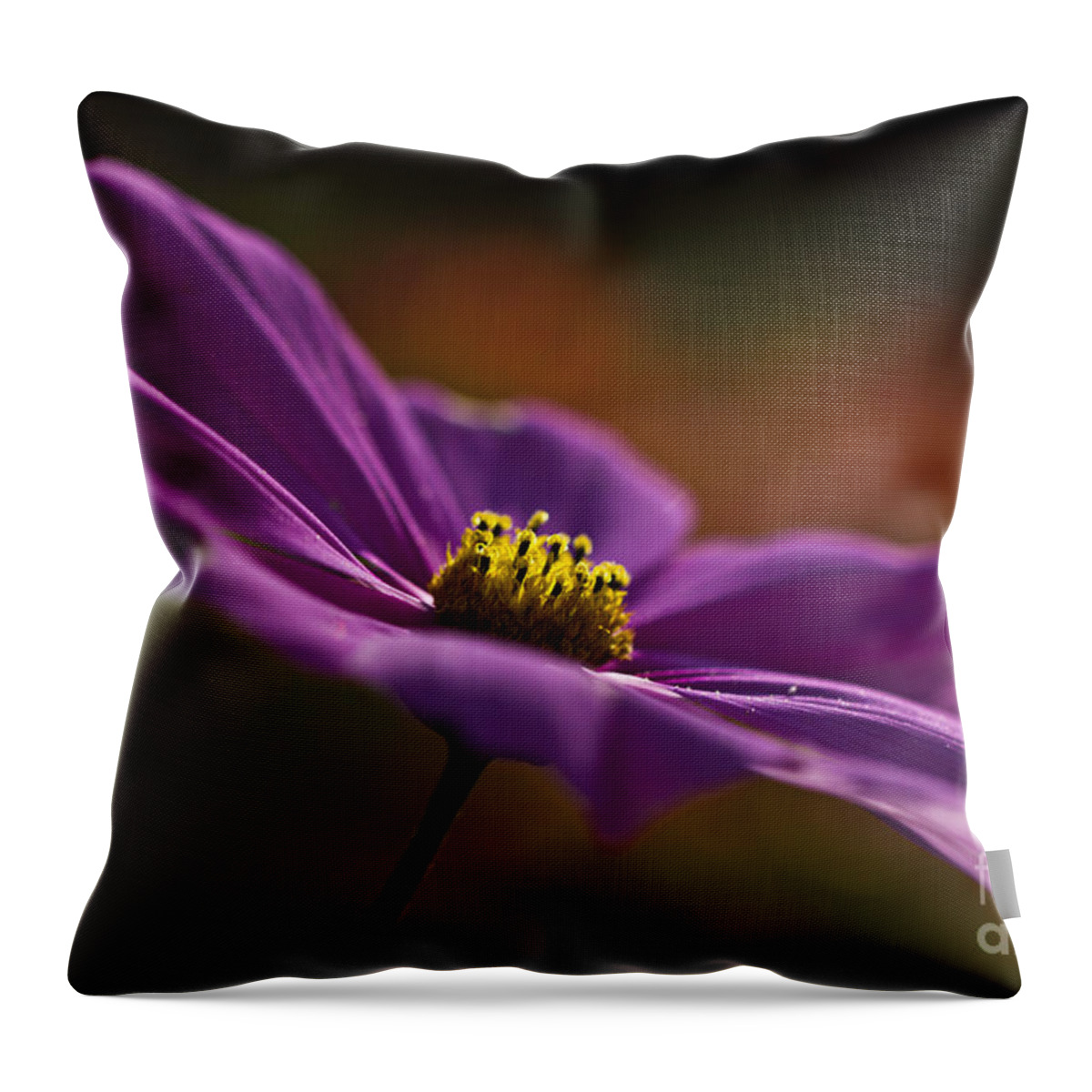 Cosmos Throw Pillow featuring the photograph Turn your face to the sun by Clare Bambers