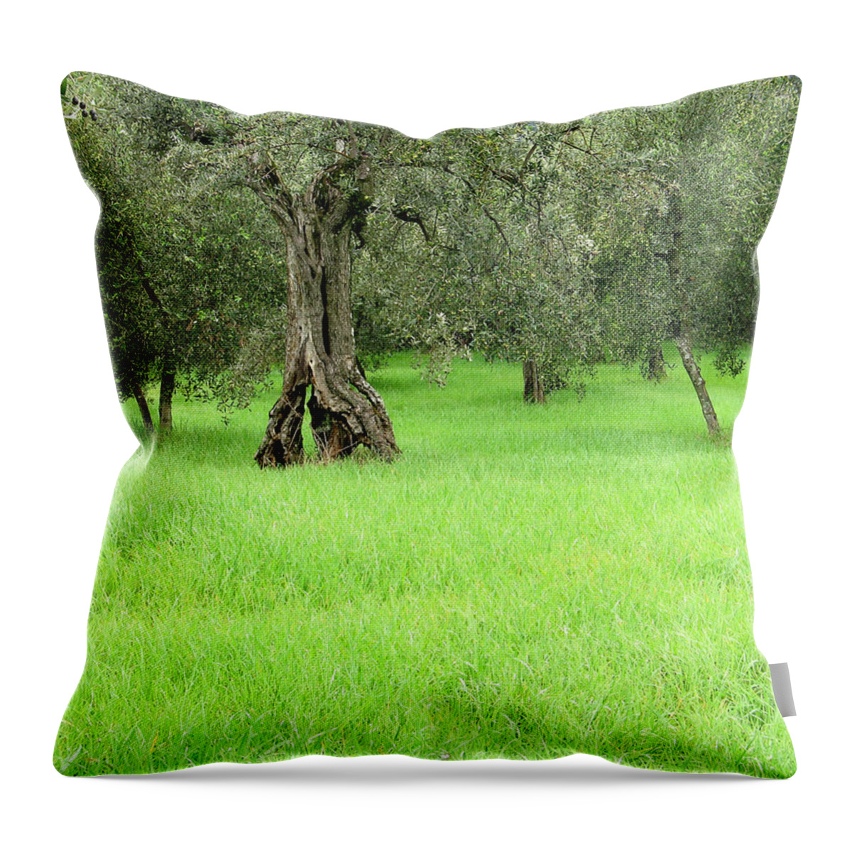 Olive Throw Pillow featuring the photograph Tuscan Olive Grove I by Greg Matchick