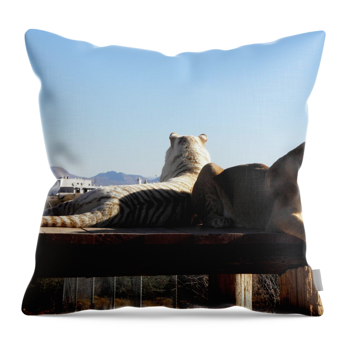 Lion Throw Pillow featuring the photograph Two Gorgeous Females by Kim Galluzzo