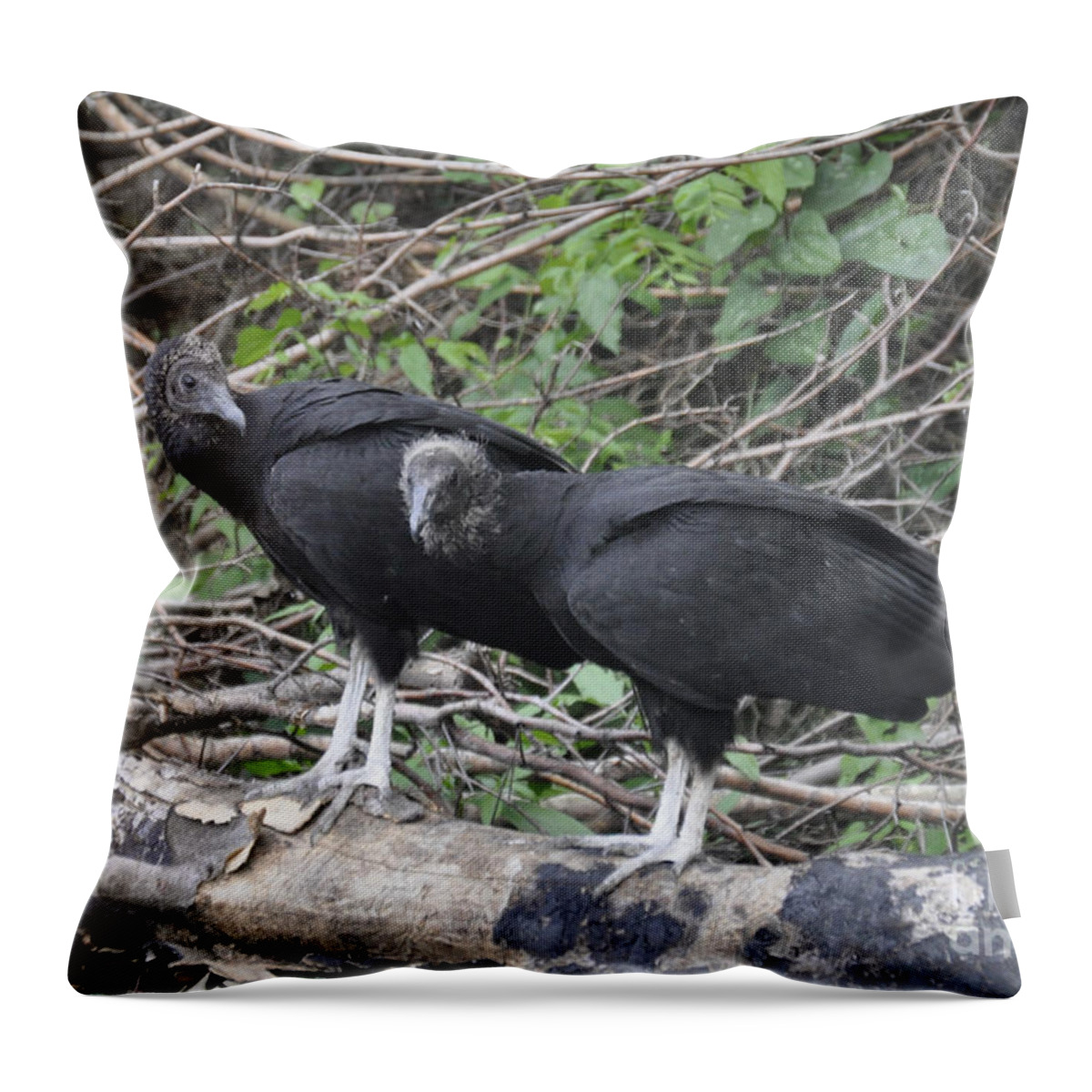 Buzzard Throw Pillow featuring the photograph Two Old Buzzards by Cheryl McClure