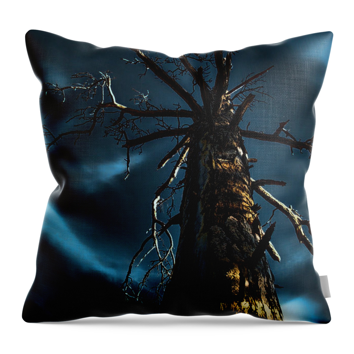 Tall Tree Throw Pillow featuring the photograph Up a Tree by Bonnie Bruno